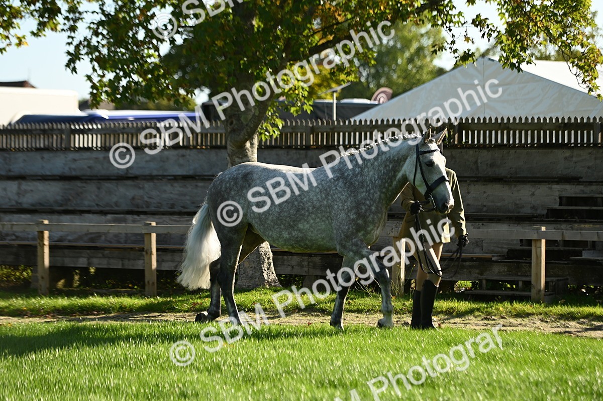 SBM_14695 - S1 - TSR in Hand Horse & Pony Showing