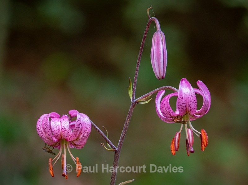 Martagon lily[ or Turk's cap lily (Lilium martagon) - Wild Flowers - 2