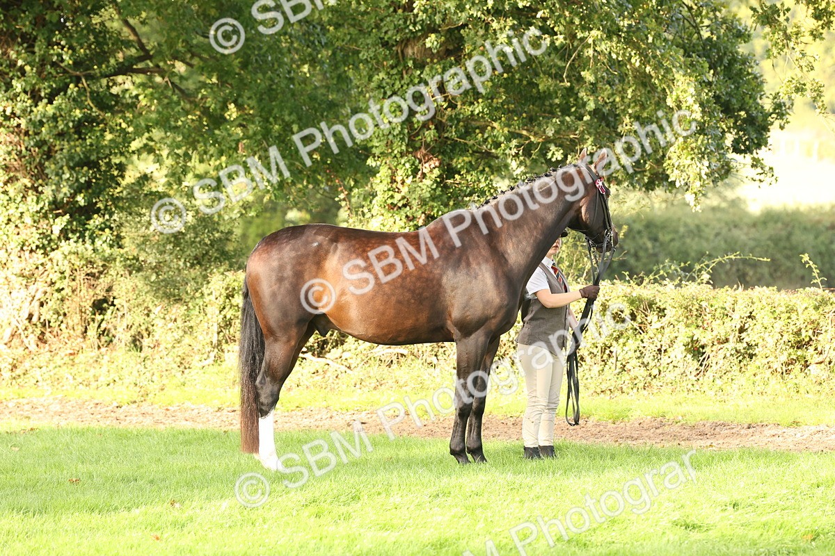 SBM_54948 - S52 - Riding Horse & Hack & thoroughbred In Hand