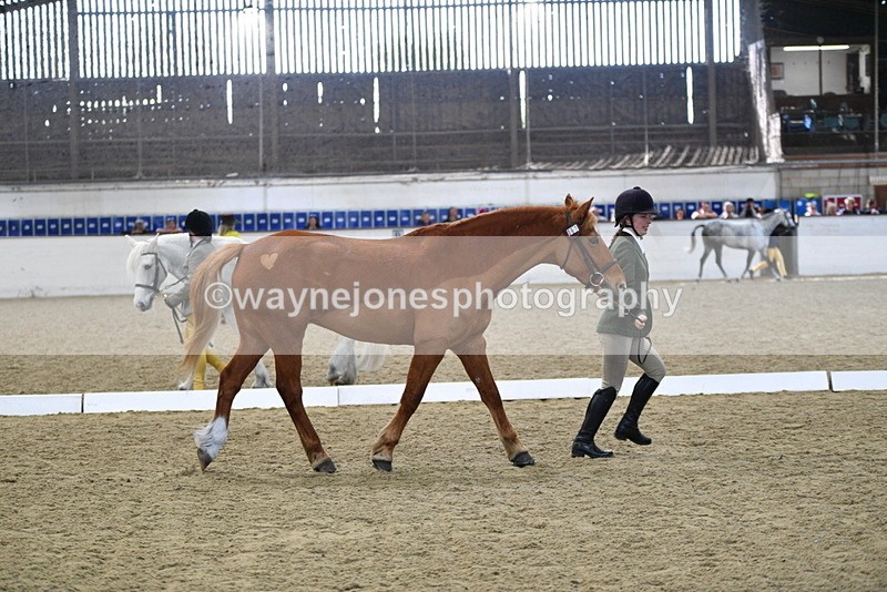 WJ5_4411 - Class 6 In hand M&M - Large Breeds