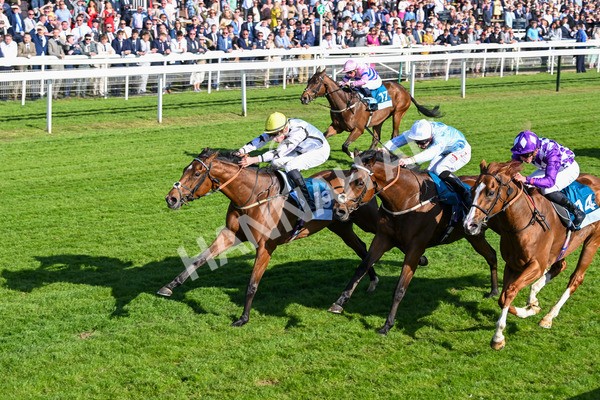 160525-Race 7-Delicacy-7445 - Race 7 5.30pm Yorkshire Equine Practice Handicap