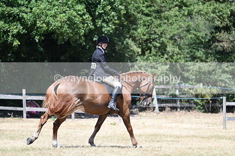 WJ7_3019 - Class 7 Riding Club Show Horse