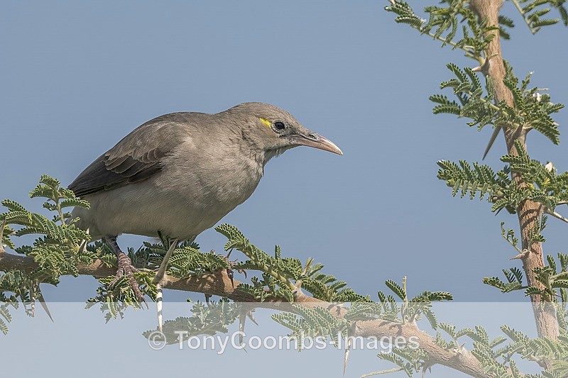 Wattled Starling - Botswana ~ Birds