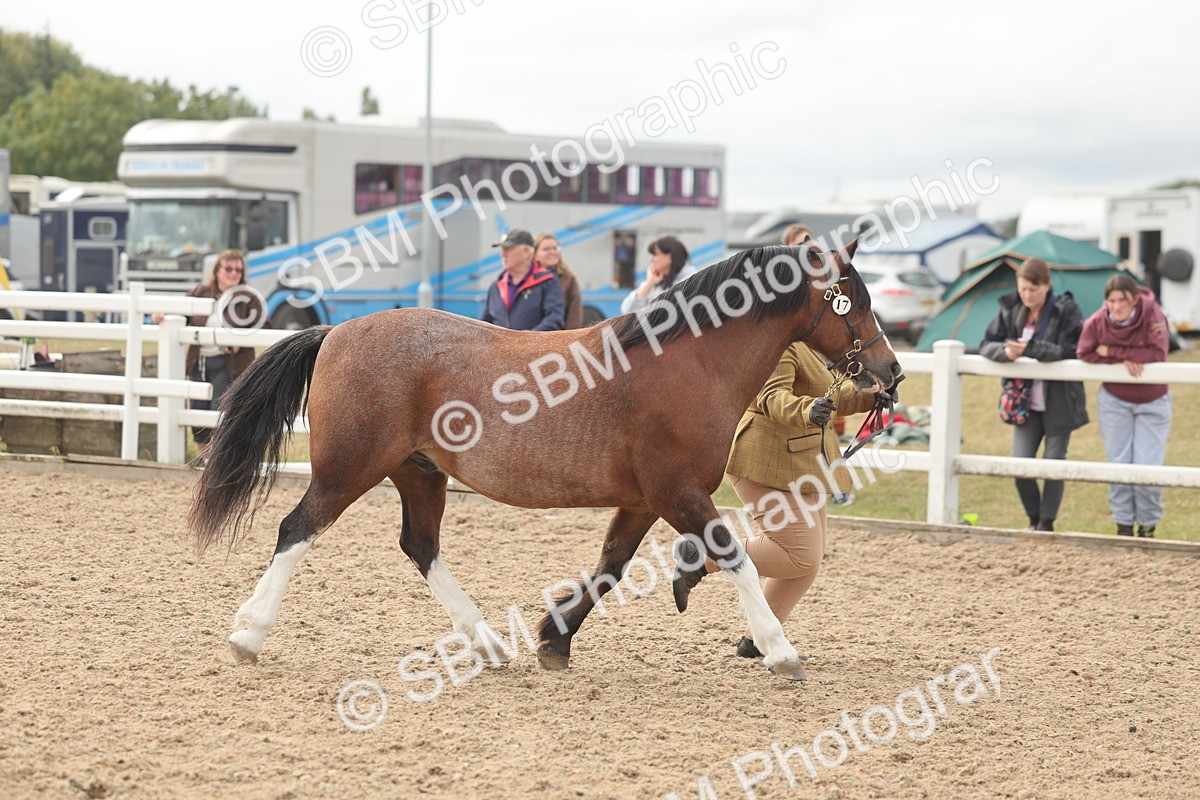 SBM_03211 - Class 16 - IH M&M Wildcard