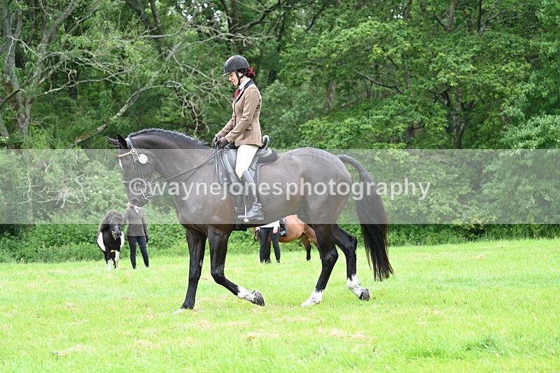 WJ7_4124 - Class 14A Handsome Gelding
