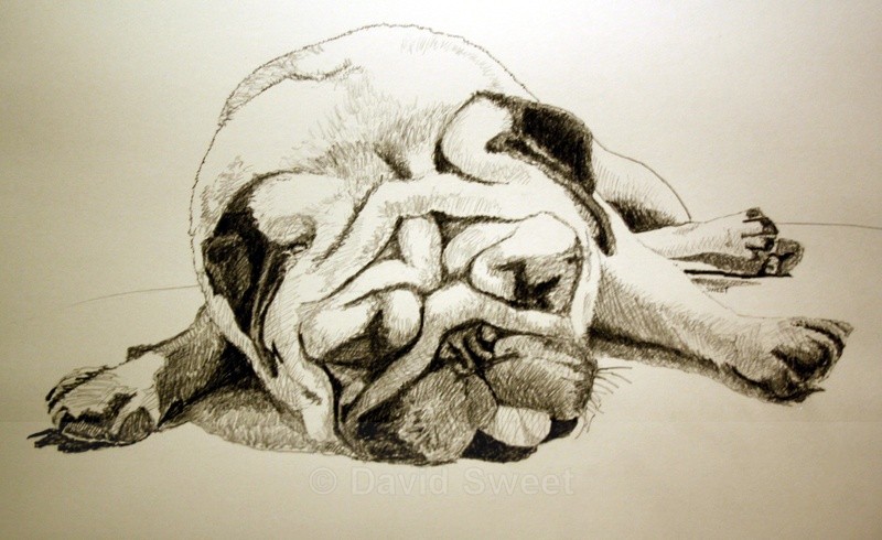 Pug Ugly - Charcoal