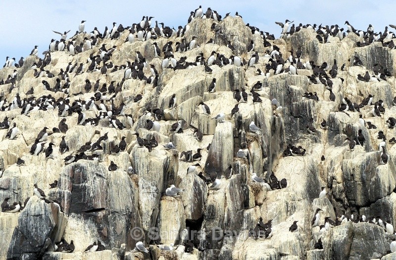 Nesting site - Farne Islands, Northumberland - Wildlife & People