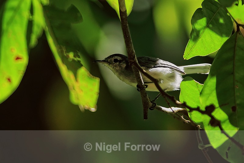 Tropical Gnatcatcher (female), Bosque del Cabo, Costa Rica - Tropical Gnatcatcher