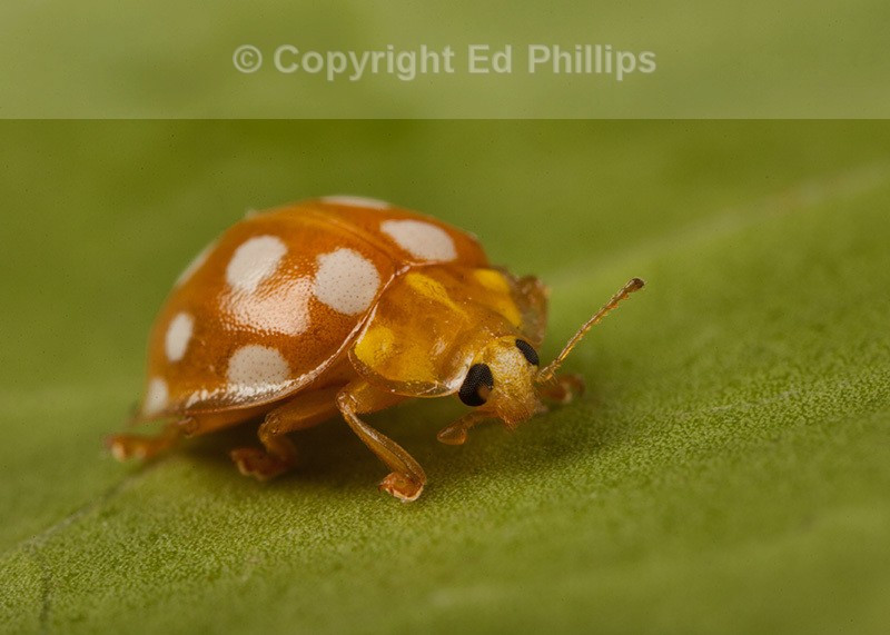 Orange Ladybird