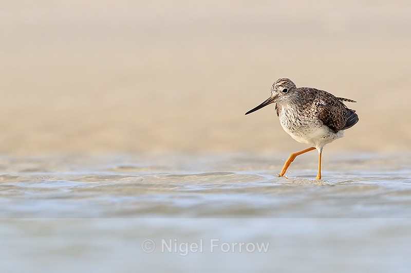 Greater Yellowlegs in shallow lagoon, Fort De Soto, Florida - Greater Yellowlegs