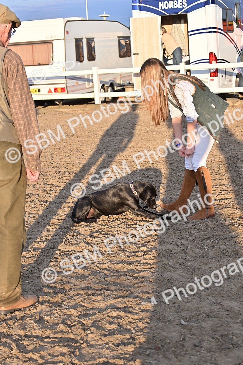 SBM_09659 - Lorry Dogs