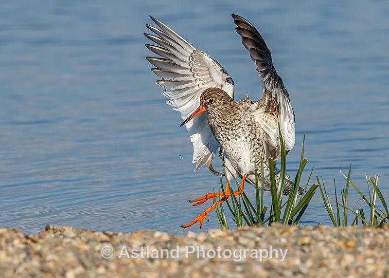 Astland Photography, Bird and Wildlife Images, Susan and Peter Wilson, U.K.