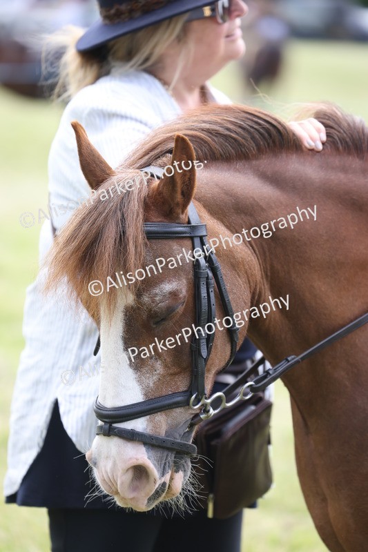 20260614-2067 - Class 21 - Novice Working Hunter Pony