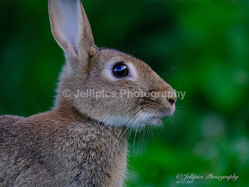  - Wildlife and Nature
