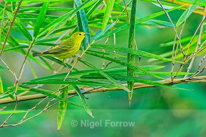 Yellow Warbler (migrant adult male), Costa Rica - Yellow Warbler