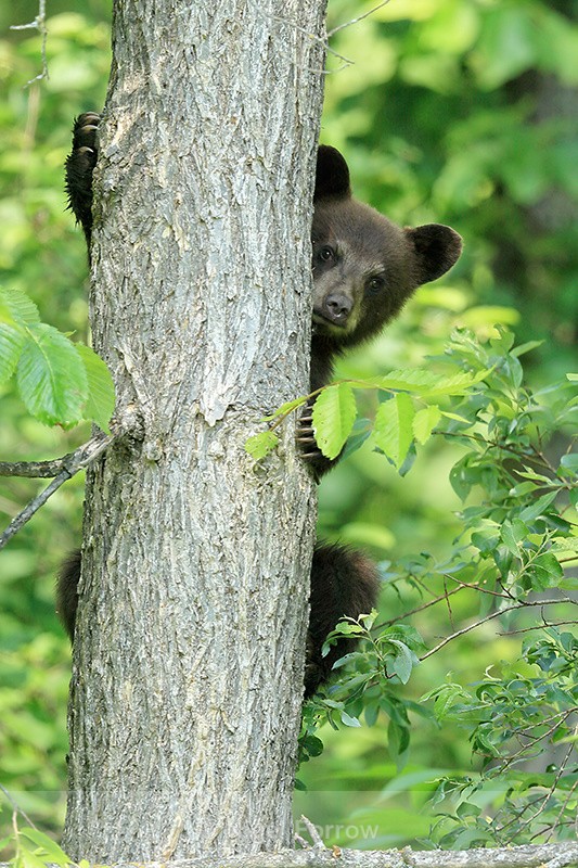 Black Bear cub in tree, Minnesota, USA - American Black Bear
