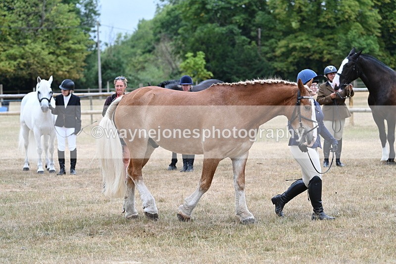 WJ7_9829 - Class 5a Most Handsome Gelding (above 14.2hh)
