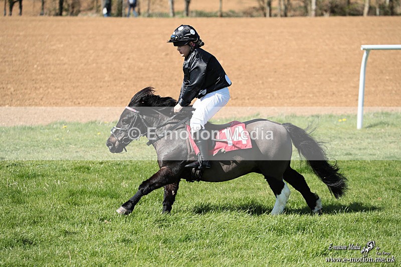 Shet 060426 333 - Shetland Pony Racing Paxford Races Easter Mon 06/04/26