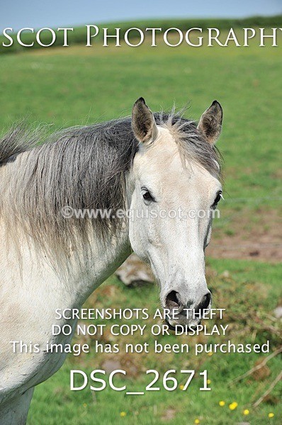 DSC_2671 - ARCHIVE REQUEST - Quincy and Guinness