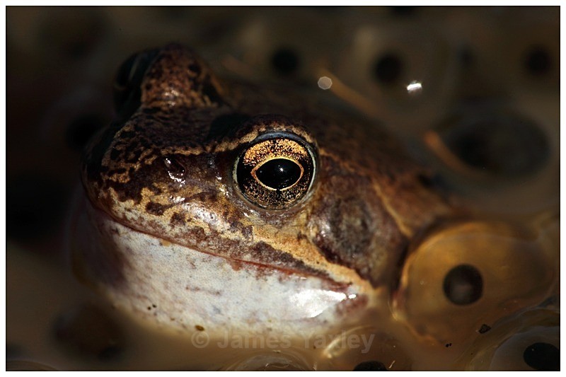 Eye Ball Soup - Best of British Wildlife