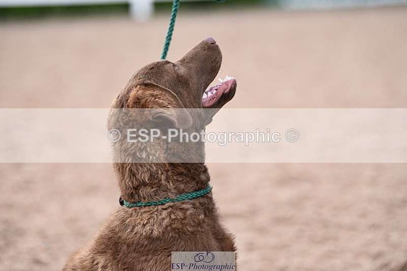 240518A-112346-00771 - Cls 1 Cutest Puppy