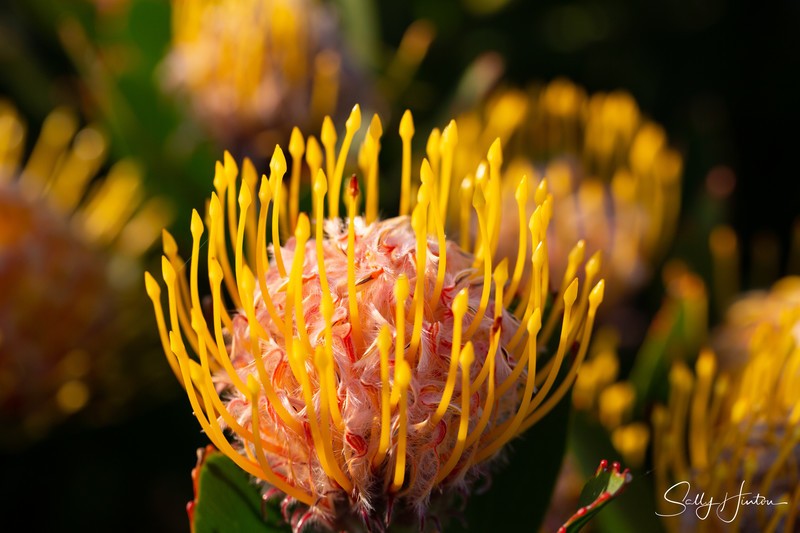 Australian Native Flower