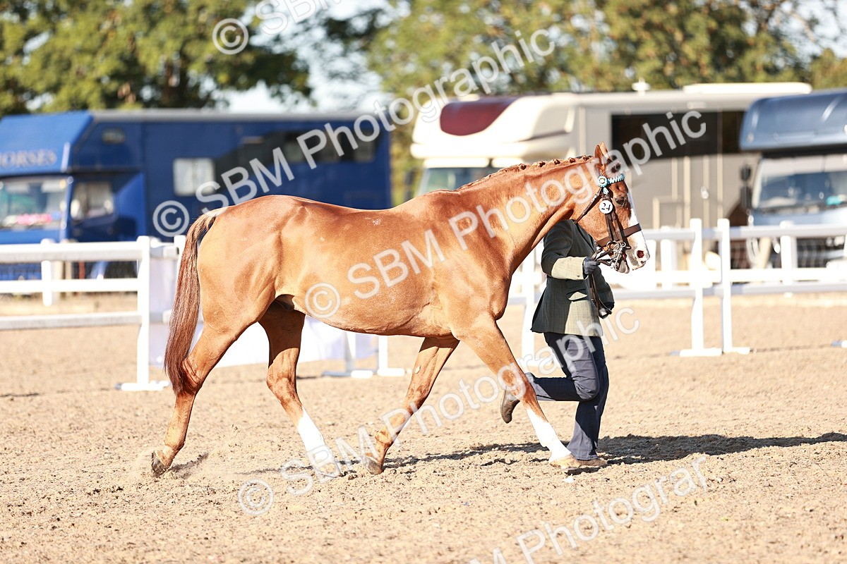 SBM_11174 - Class 401 - IH  Veteran horse