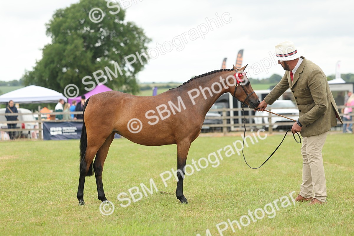 SBM_05437 - Class 68-73 - Riding Pony Breeding
