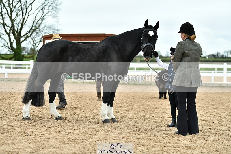 230416A-131932-04801 - Cls 48+49 In Hand Native and Family Type