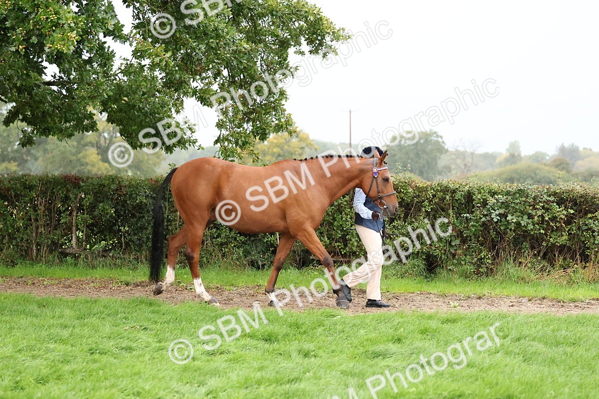 SBM_35241 - S10 - Best In Hand Horse & Pony
