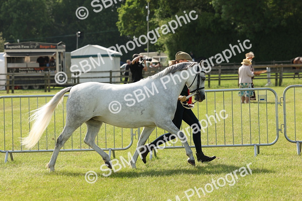 SBM_00777 - Class 6-13 - Mountatin and Moorland In Hand Welsh Breeds