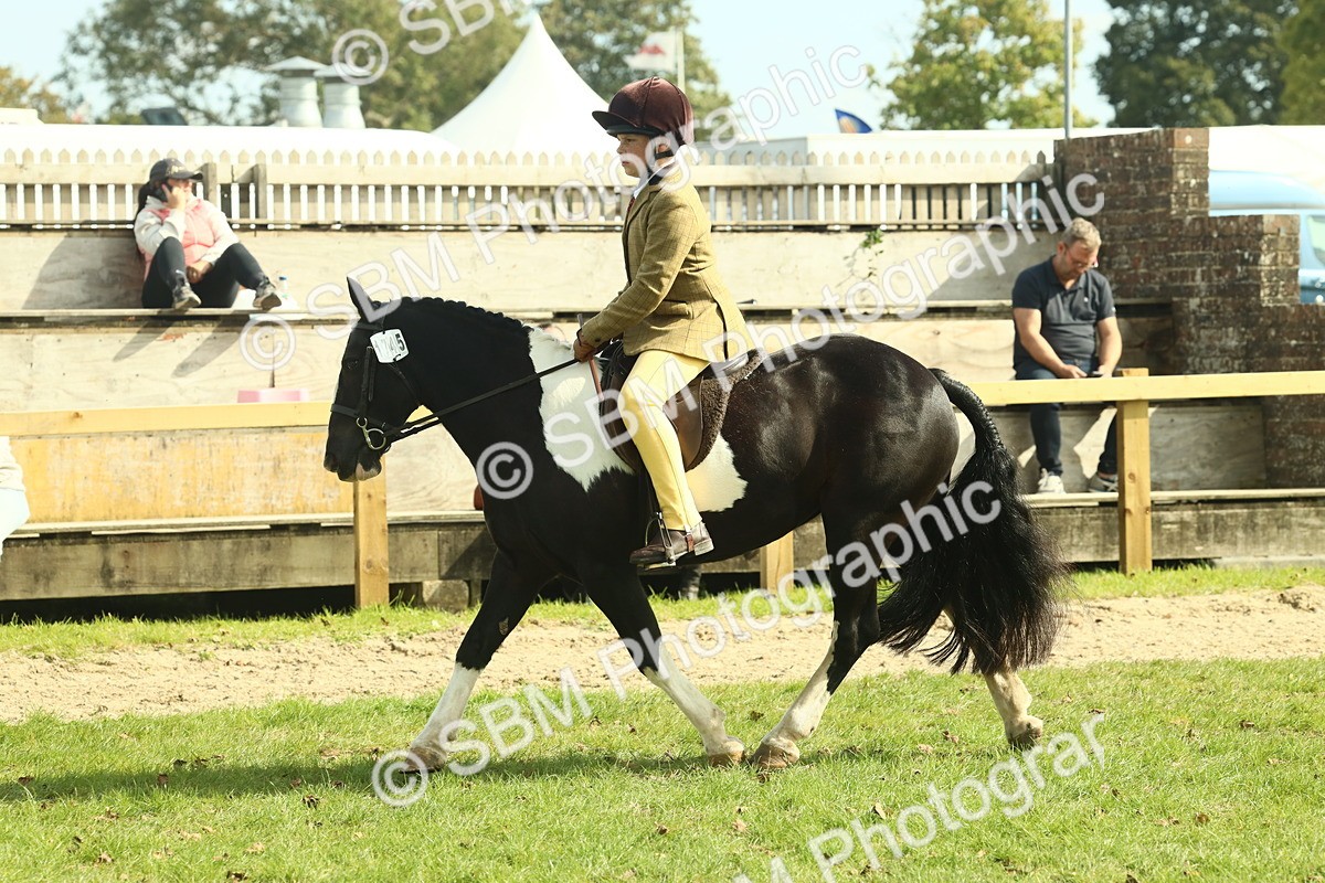 SBM_68886 - S58 - Mini Show Cob Ridden