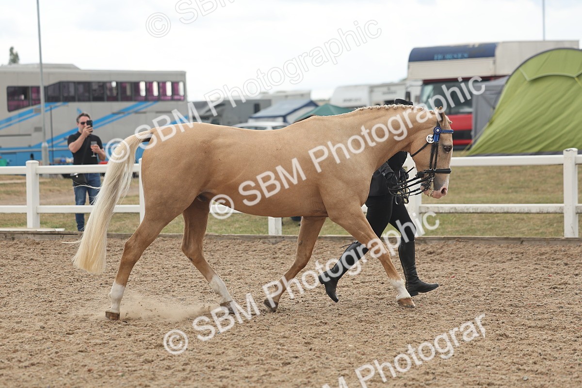 SBM_07625 - Class 26 - IH Foreign Breeds - Part Bred