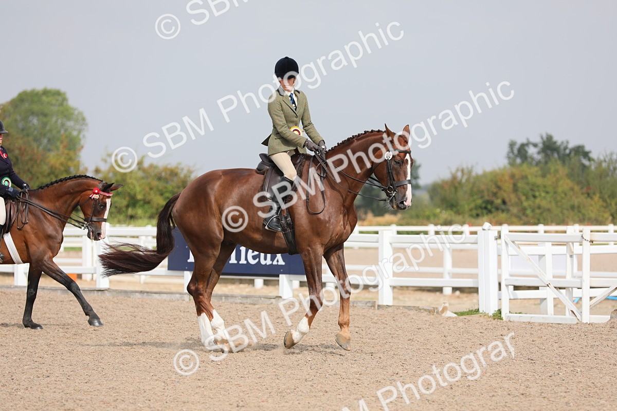 SBM_11506 - Class 305 Ridden Foreign Breeds- Pure Bred