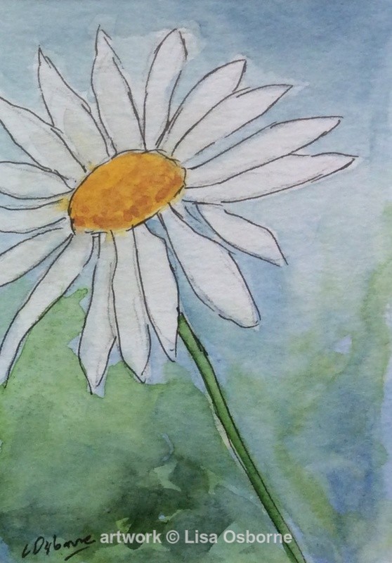White Daisy - Flowers
