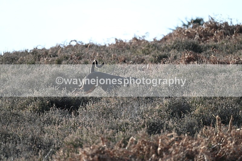 WJ7_7869 - Line 3 (no line 4 or 5)