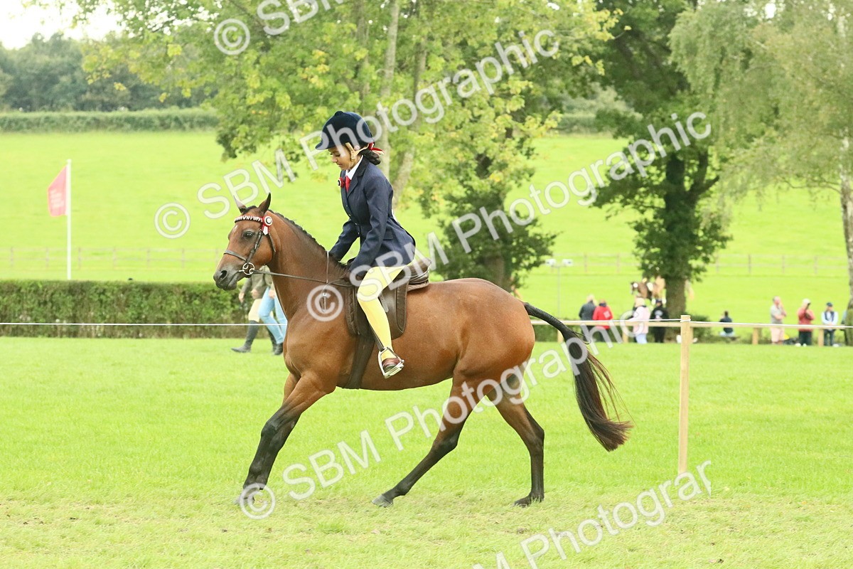 SBM_74033 - S 61 - Show Pony & Show Hunter Pony Ridden
