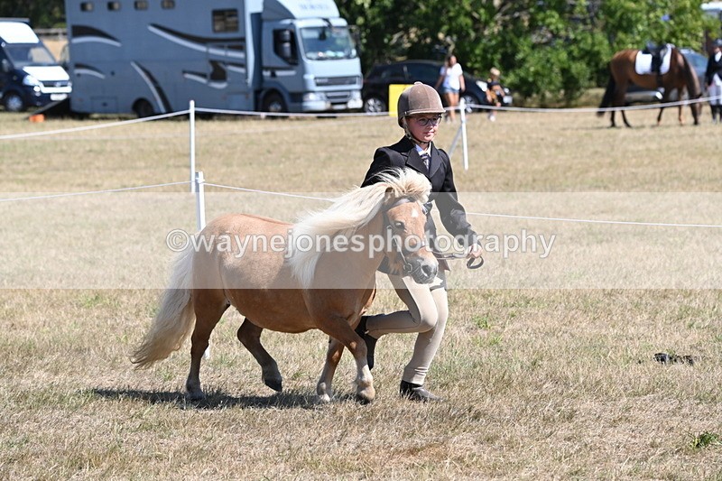 WJ6_8614 - Class 37b Best Loan Pony In-hand