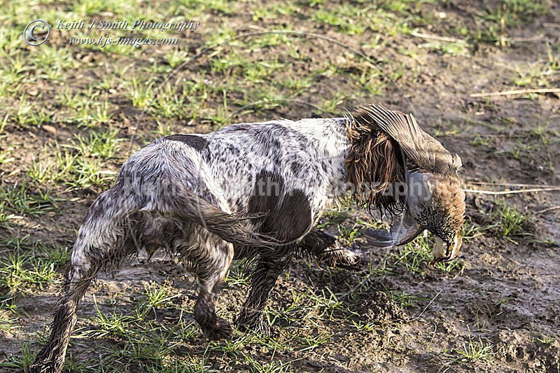 6KJS4062 - Working Dogs