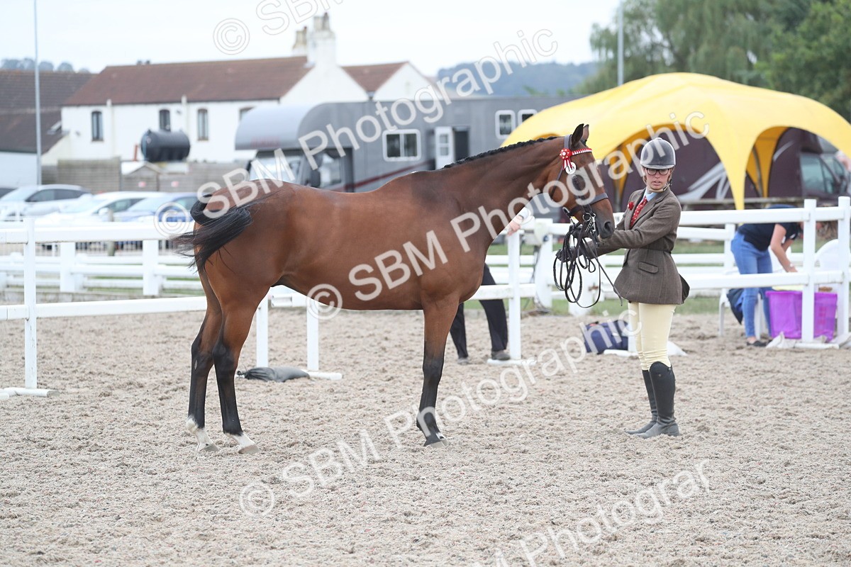 SBM_17909 - Class 317 IH Pure bred Horse/Pony
