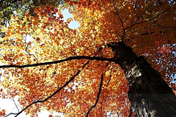 Tree on Fire - Autum