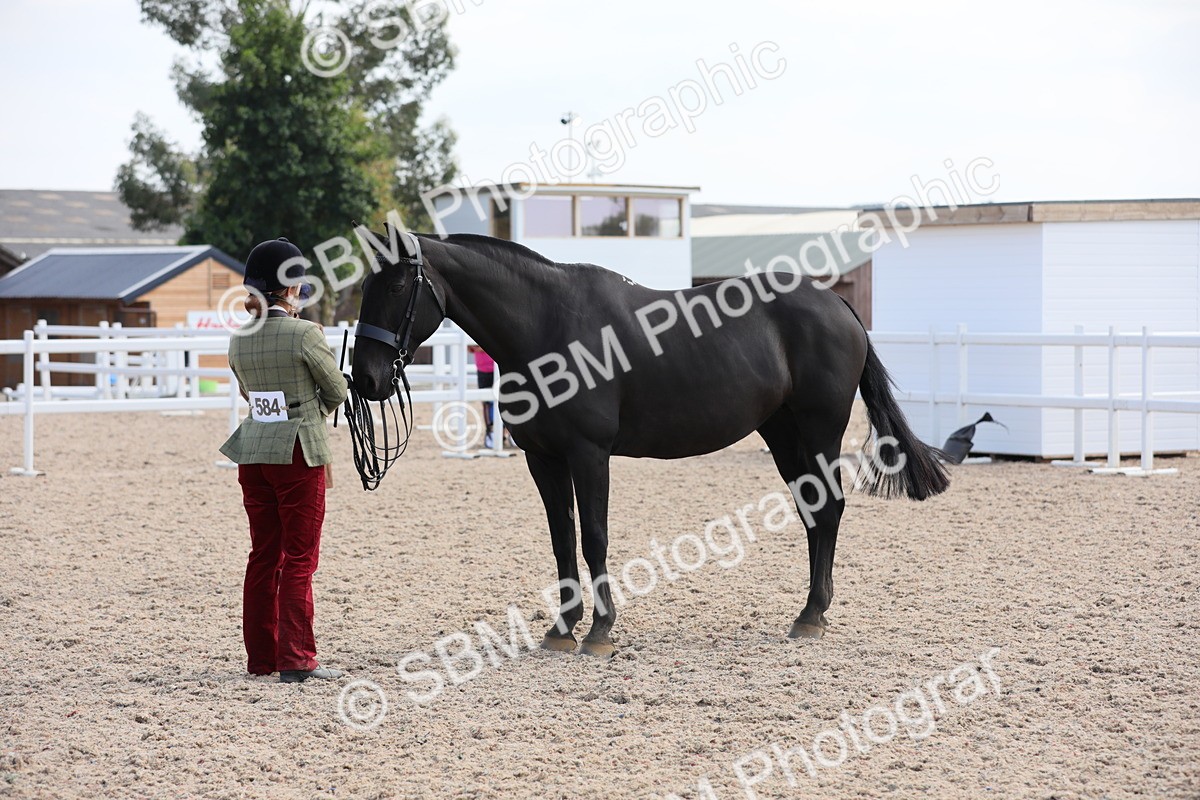 SBM_15814 - Class 312 IH Competition Horse/Pony