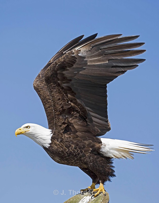  - Bald Eagles