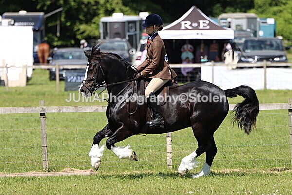 IMG_3701 - Working Hunter