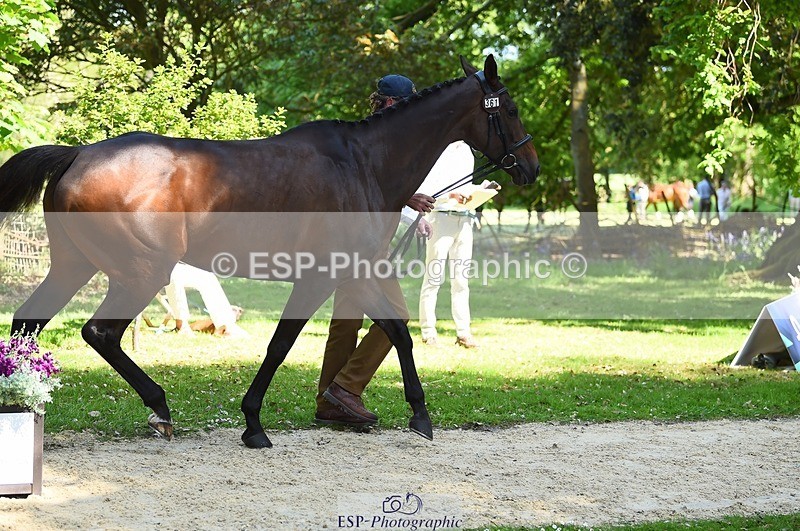 230524-153546-00382 - 361-FINCH_FANCY-Ben_Lee_Liles-WEDTrotUp+DR