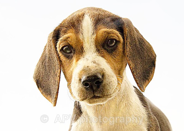 Puppy Dog Eyes - A5 Size cards