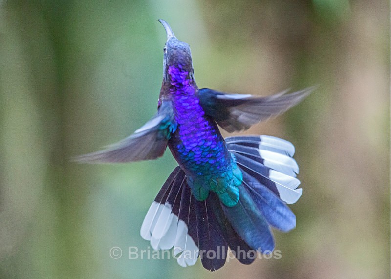 Violet Sabrewing Hummingbird, Costa Rica - Costa Rican Wildlife