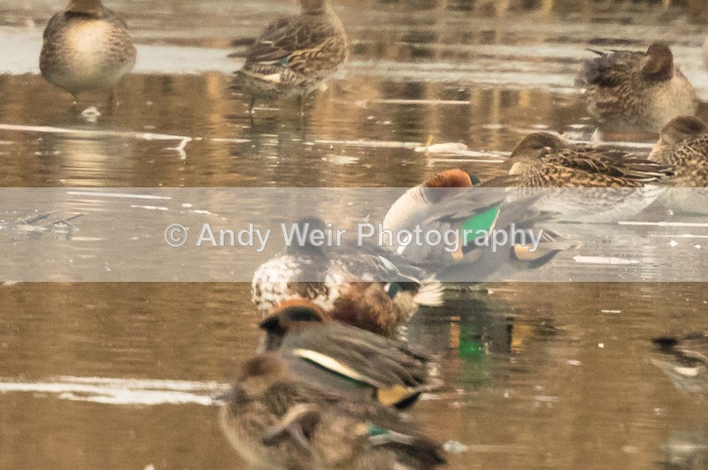 20161130-8E0A3252 - Teal