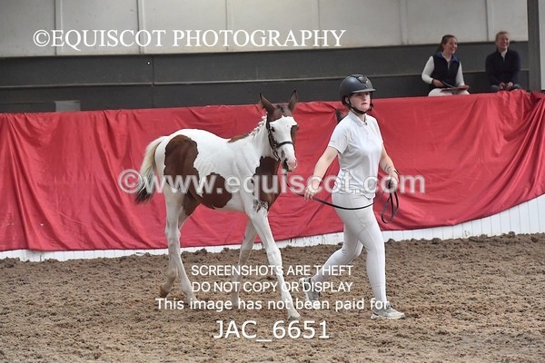 JAC_6651 - 15 Ziggy of Westoak