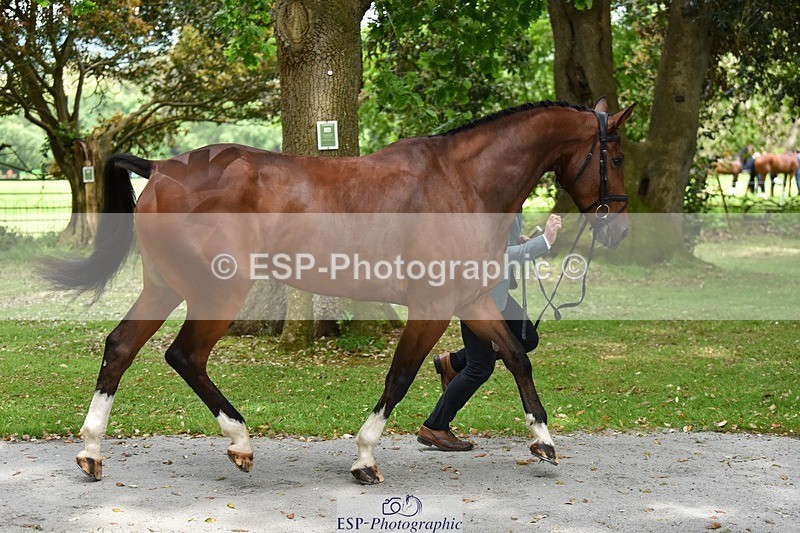 240522-150110-00048 - 352-SHANNONDALE_ALDO-Alexander_Bragg